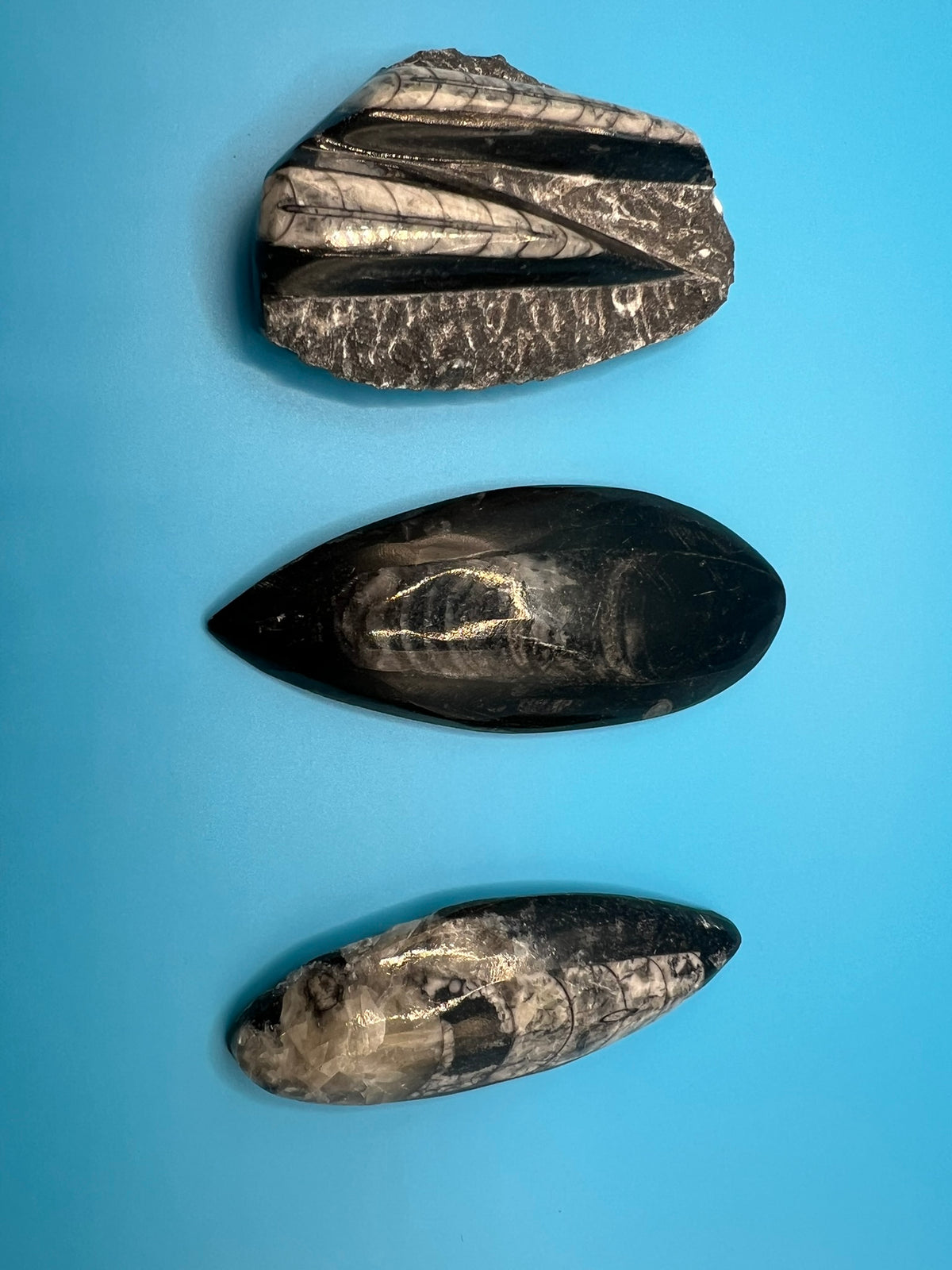 Orthoceras Cephalopod Fossil Stone Specimen | Natural Polished Ancient (approx 400 million year old) Fossil