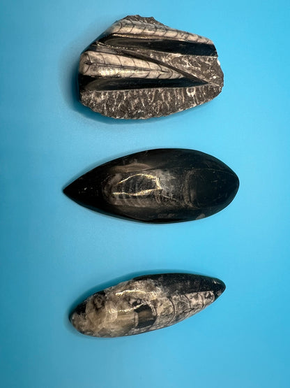 Orthoceras Cephalopod Fossil Stone Specimen | Natural Polished Ancient (approx 400 million year old) Fossil