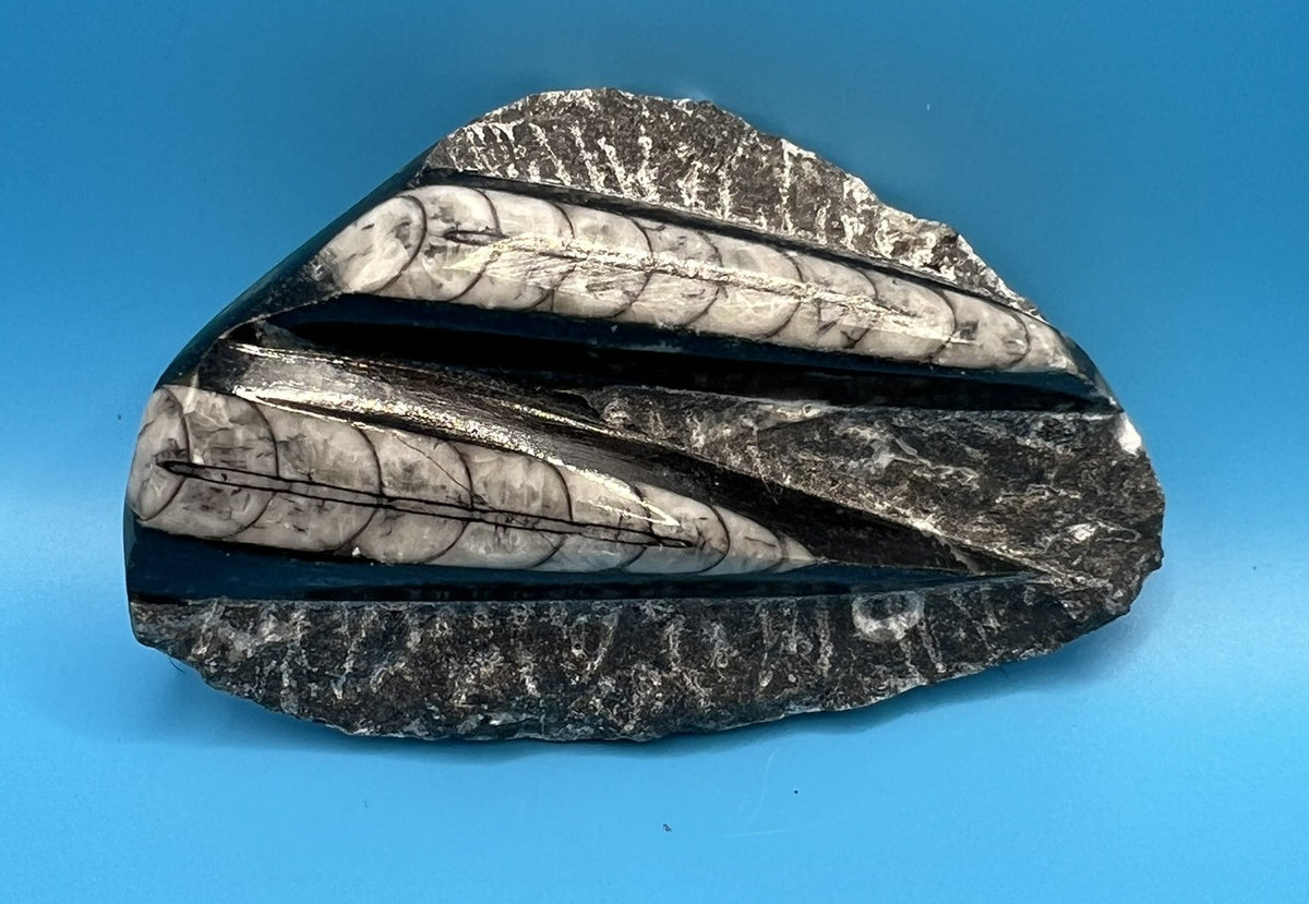 Orthoceras Cephalopod Fossil Stone Specimen | Natural Polished Ancient (approx 400 million year old) Fossil
