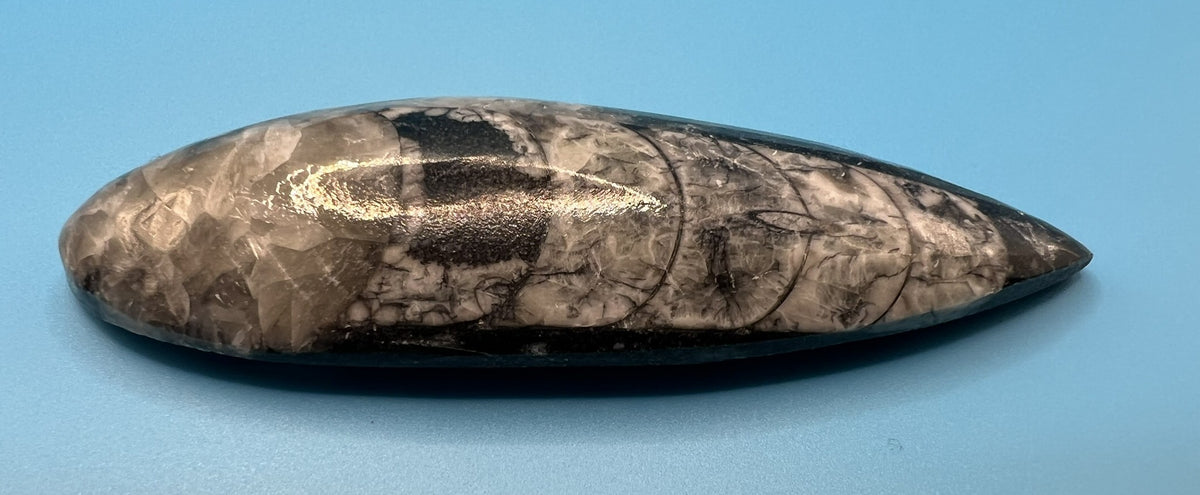 Orthoceras Cephalopod Fossil Stone Specimen | Natural Polished Ancient (approx 400 million year old) Fossil