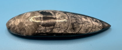 Orthoceras Cephalopod Fossil Stone Specimen | Natural Polished Ancient (approx 400 million year old) Fossil
