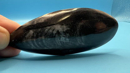 Orthoceras Cephalopod Fossil Stone Specimen | Natural Polished Ancient (approx 400 million year old) Fossil